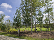 은사시나무. 수원 여기산 수원사시나무의 수나무를 교배하여 탄생한 나무다. 