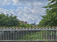 구운동 새마을 부녀회에서 조성한 교량 꽃길