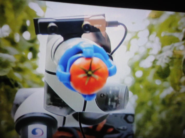 토마토를 수확하는 로봇
