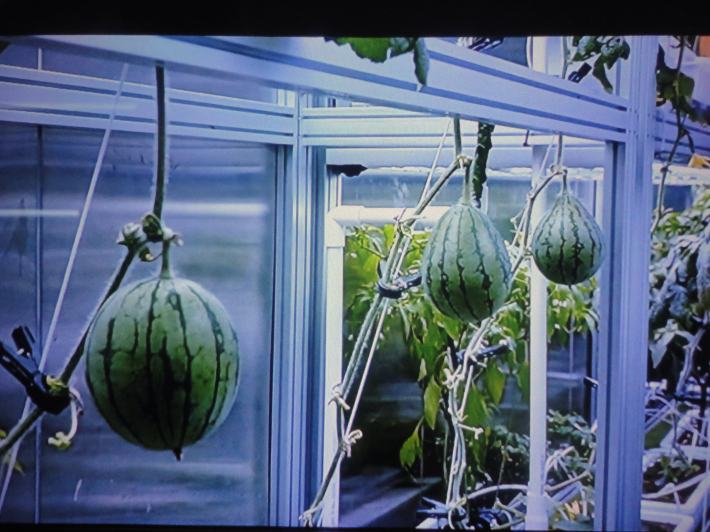 땅에 닿지않고 수직으로 키우는 수박