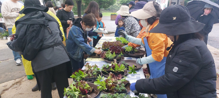 참가 세대 당 상추, 고추, 토마토 모종 15개를 배부했다. 