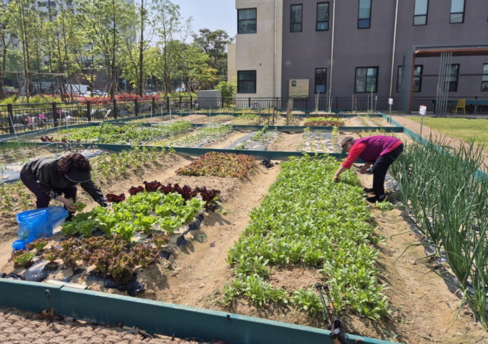 정자뜰에서 기른 농작물을 기부를 위해 수확하고 있다