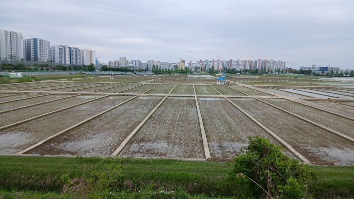 벼농작물 시험농장