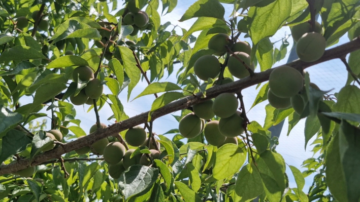 매실 나무에 매실이 아주 주렁주렁 열려있다
