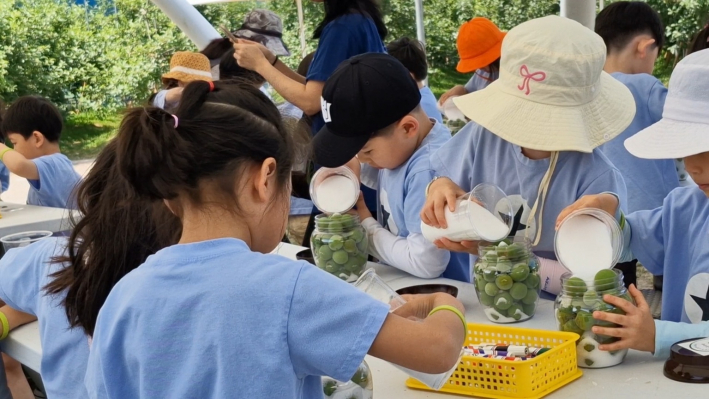 매실청을 만들기 위해 매실과 설탕을 1:1의 비율로 넣고 있다