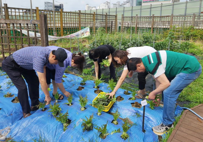 율천동 주민자치회 위원들이 '율천마을 커뮤니티가든'에서 농작물을 수확하고 있다.