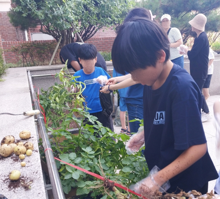 아이들이 감자를 수확하고 있다