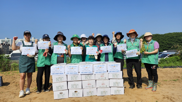 서둔동 새마을지도자협의회와 단체원들이 23일 감자수확 나눔을 진행했다