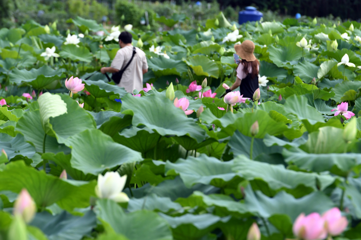 시민들이 탑동시민농장 연꽃을 둘러보고 있다.(사진=수원시 포토뱅크)  
