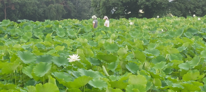 지금 백련꽃이 피어나고 있다.