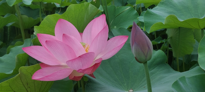 홍련의 고운 자태