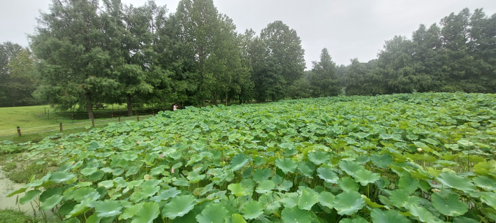 커다란 초록 연잎이 거대한 물결을 이루고 있다.