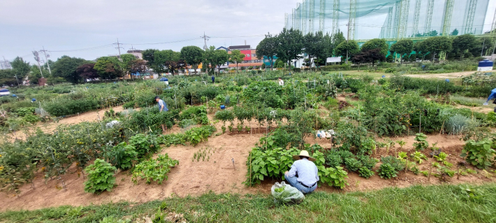 도시농부들이 체험텃밭에서 농작물을 가꾸고 있다.