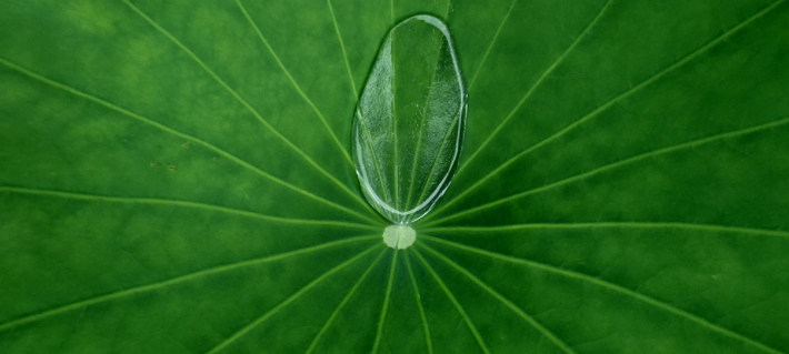비오는 날 연잎 위에 고인 빗방울