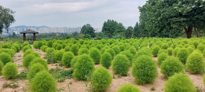 탑동시민농장 댑싸리 단지