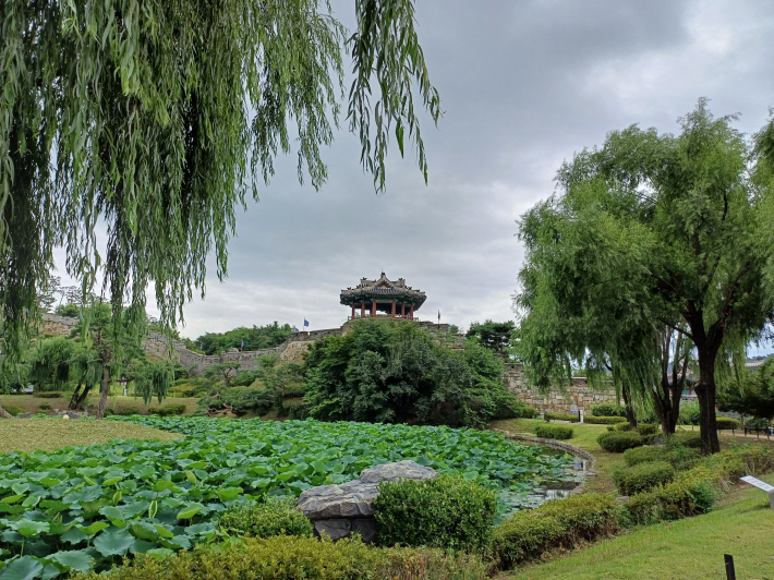 수양버들이 늘어진 '용연'의 풍경