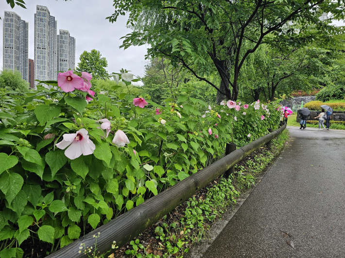 둥근 미소로 우리를 반겨주는 접시꽃