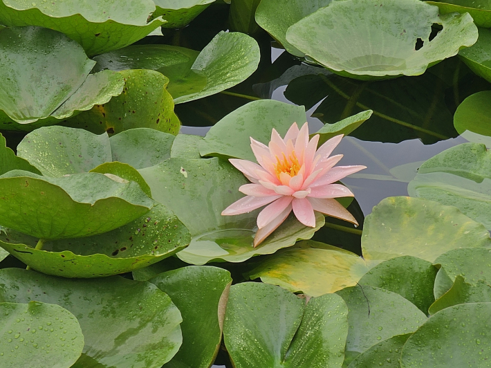 잠잘수  수련이라니 