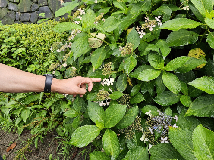 식물에 대하여 공부하기