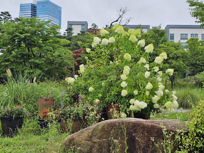 나무수국의 의연한 모습