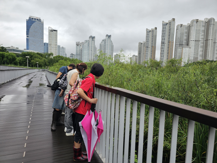 물속의 잉어 좀 봐