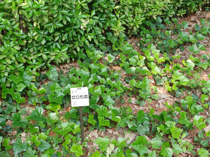 골목길 속의 조그만 '손바닥 정원