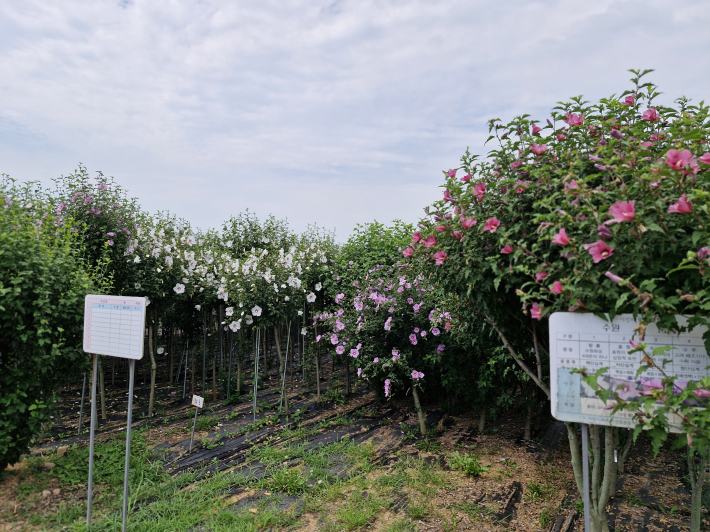 수원 상징 무궁화 구역. 무궁화 수원 신품종 5종은 기존 무궁화보다 꽃 색이 진하고 아름답다.