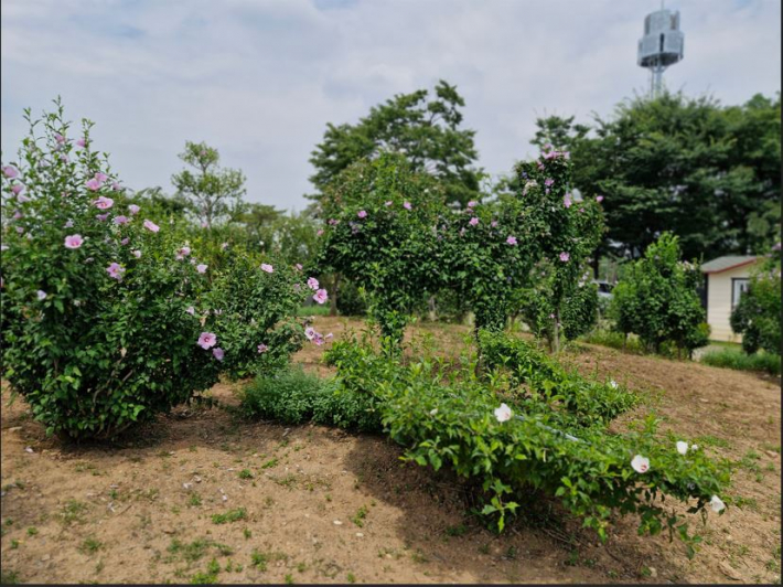 입구에 토피어리 정원. 어른이나 아이 할 것 없이 다 좋아할 만한 나무들이 있다. 