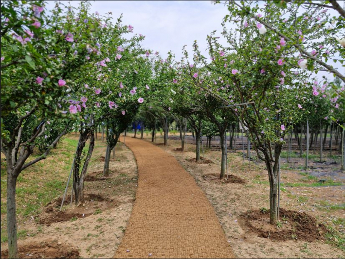 '연인의 길', 무궁화나무 터널 만든 작은 산책로.   