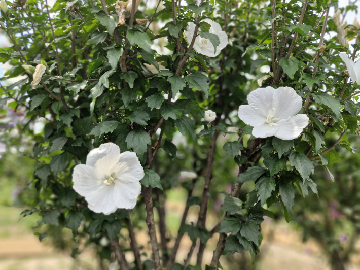 배달. 순백색이 우리 민족을 상징한다.  