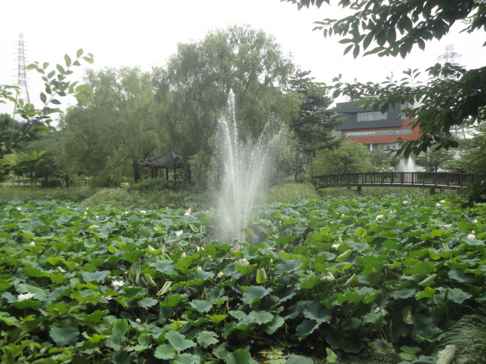 보기만해도 시원해 보이는 분수대에서 뿜어올리는 물줄기