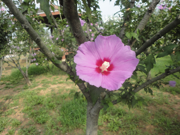 정조임금의 호를 딴 홍재꽃