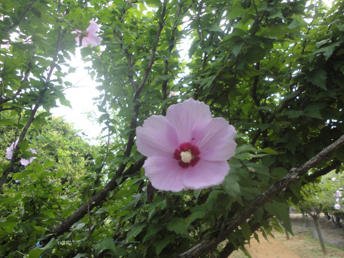 수원의 옛 지명 이름인 수성꽃