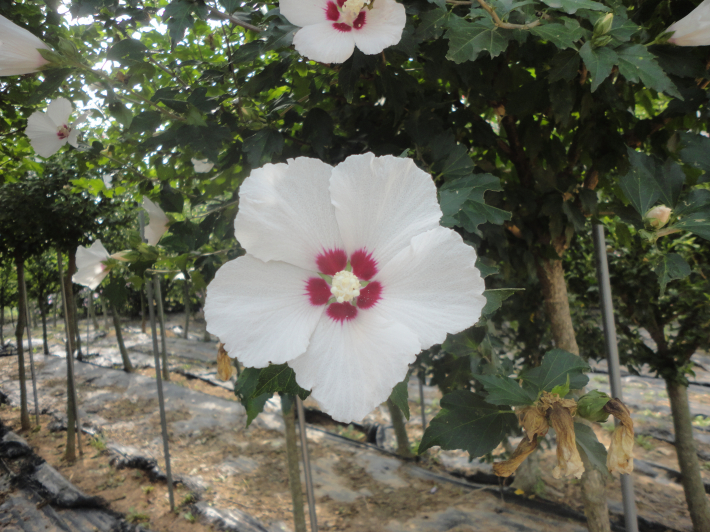 수원화성 동문 이름을 딴 창룡