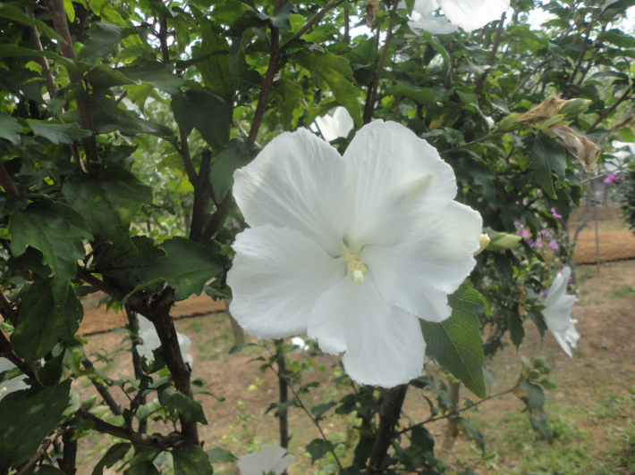 순백색으로 보기드문 독특한 무궁화