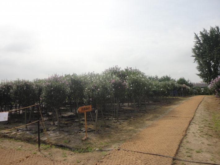 공원조성이나 가로수로 심기위해 조성한 가로수무궁화