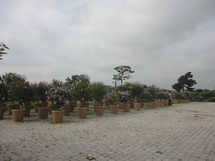 관람객이 아름다운 무궁화를 촬영하고있다. 