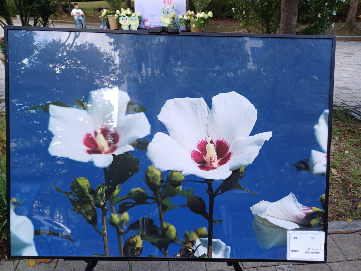 국립산림과학원, 무궁화 꽃 사진 선덕, 2007 