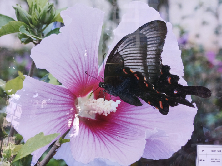 박형준 박사, 나비와 무궁화, 2017