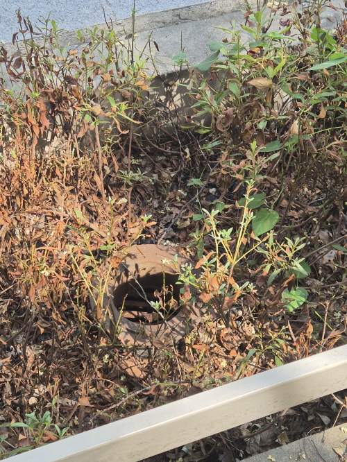 어떤 화분은 잎이 거의 지고 가지만 남아 있기도 하다.