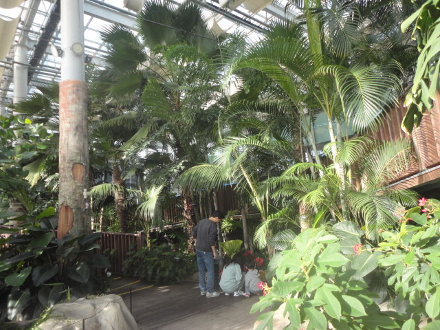  두 어린이가 가던길을 멈추고 아빠와함께 아름다운 꽃을 보고있다.