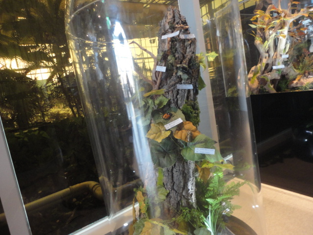 곤충마다 각기 이름표가 붙어있다