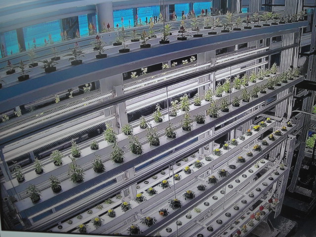 각종 채소류를 키우는 수직농장