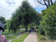  '1색 모수길', 능수버드이 일렬로 늘어진 자태