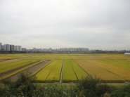 누릇누릇 익어가는 벼가 가을을 느끼게한다