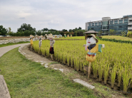 허수아비가 있는 논 풍경.