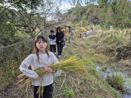 수확한 벼를 들고 걸어가는 다함께돌봄센터1호점 아동들. 자연의 결실을 보며 성취감을 느끼고 있다.