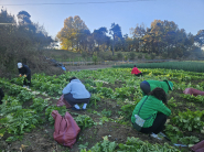 구운동 단체원들이 '사랑의 무'를 수확하고 있다.