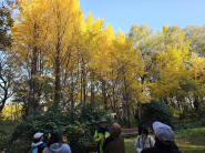 은행나무가 올해 가장 예쁜 날