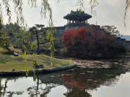 수원화성, ‘용연’, 버드나무 잎, 가을 단풍, ‘방화수류정’의 어울림